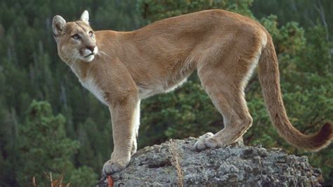 Liberan A Una Puma En Un Parque Nacional De Ecuador Diario El Mercurio