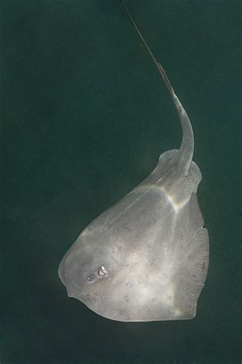 Pelagic Stingray Pictures Images Of Dasyatis Violacea