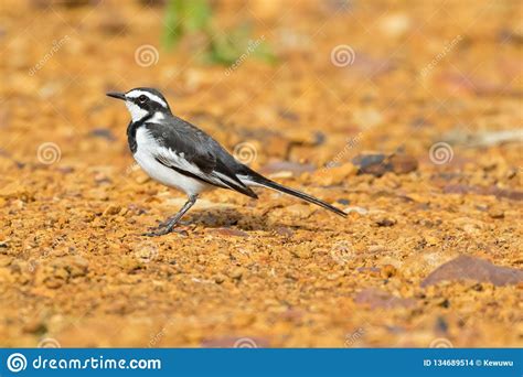 Young African Pied Wagtail Bird In Grey Black White On Ground At