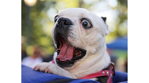 Funny Animals Video Clips Download - Debora Milke