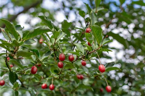 Discover 9 Invasive Plants Wreaking Havoc In Texas A Z Animals