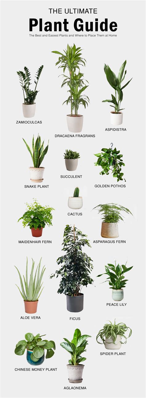 The Best And Easiest Indoor Plants The Ultimate Plant Guide Easy