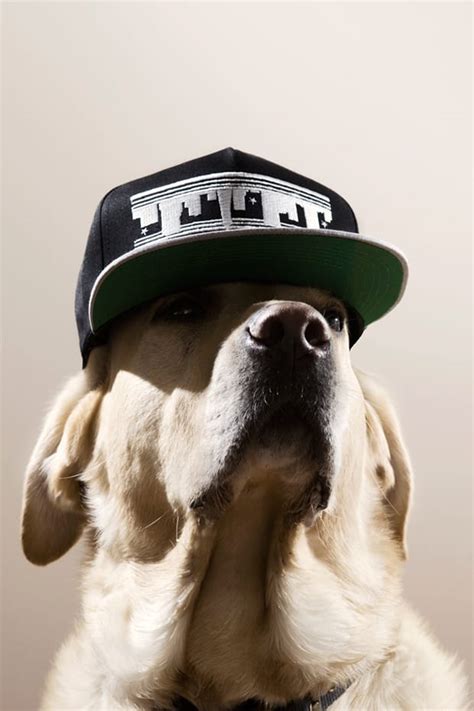 The Chimp Store Chimptown Dogs Editorial Hypebeast