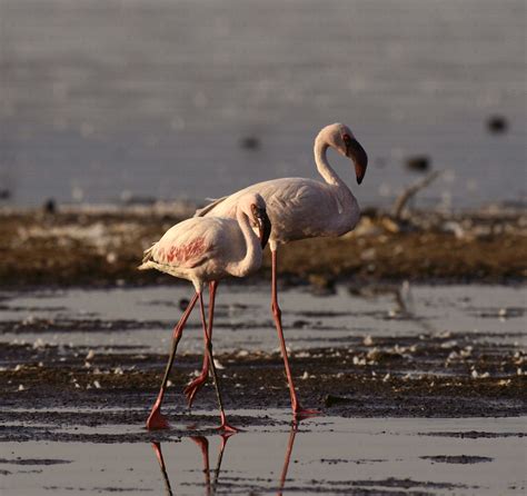 Lesser Flamingo | The Roberta Bondar Foundation