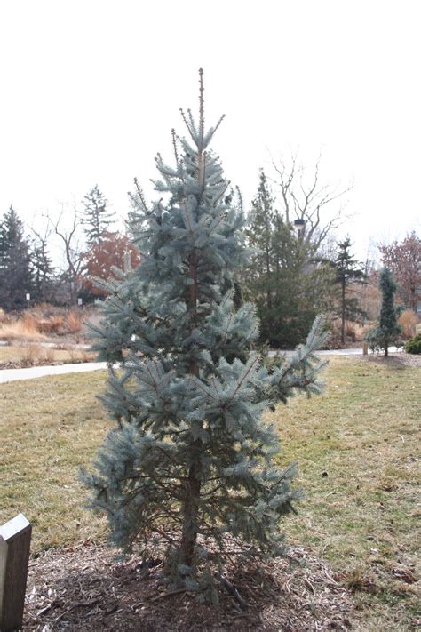 Blue Spruce Trees For Sale