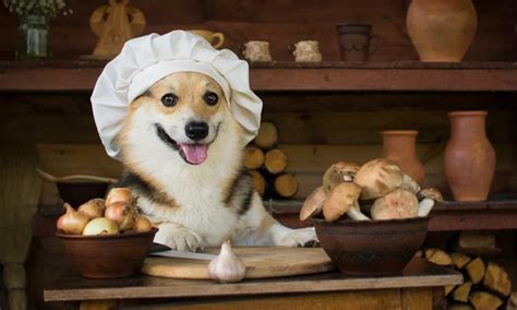Here are our top dog food choices that will provide the energy and proper even though this pet food is specifically made for puppies, it's also suitable for pregnant and nursing corgis. How To Feed A Corgi? How Much Food To Feed A Corgi Puppy ...