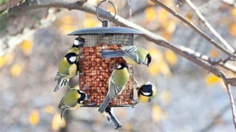 Top 10 Best Bird Feeders For Winter Oct 2022 Reviews And Guide