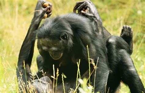 Chimpanzee Mating With Human