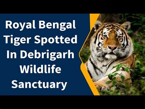 Royal Bengal Tiger Spotted In Debrigarh Wildlife Sanctuary YouTube