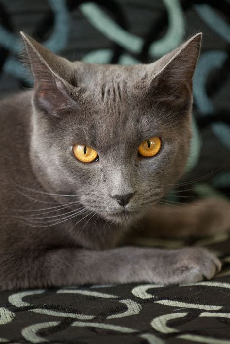 A Gray Cat With Yellow Eyes Sitting On A Couch