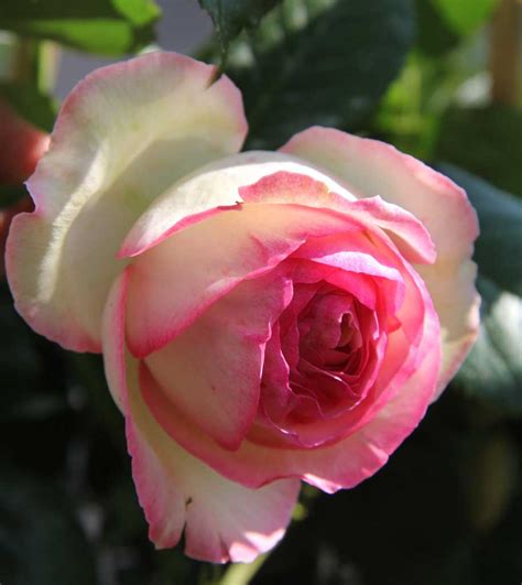 Strauchrose Eden Rose 85 Kaufen Garten Von Ehren Qualität Seit 1865
