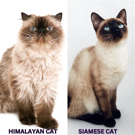 Siamese Vs Himalayan Cat Understanding The Differences Between Siamese