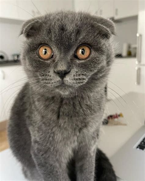 The Most Unique Looking Cat Breeds Iheartcats Com