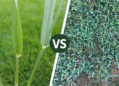 Crabgrass Vs Quackgrass Lets Compare The 2 Grass Types