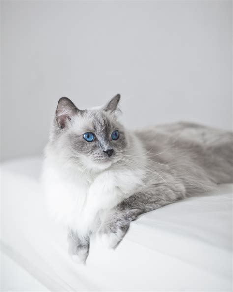The body is not white, but a 'faded' more pale version of the blue points. Ragdoll Cats Cat Breed Information, Pictures ...