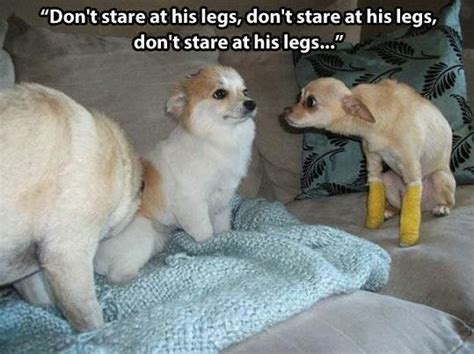 Dogs With Disabilities Dont Stare At His Legs Not Polite To Stare At