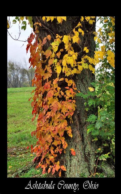 Poison Ivy By Sheri Nye Photography Fall Colors Photographer