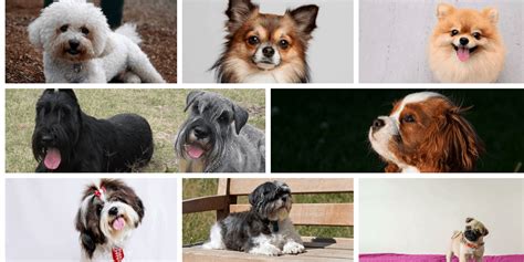 Top 10 Best Small Dog Breeds For Kids The Education Network