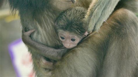 Assiniboine Park Zoo Shows Off Newborn White Handed Gibbon Cbc News