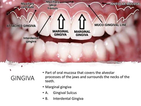Ppt Tour Of The Periodontium Powerpoint Presentation Free Download
