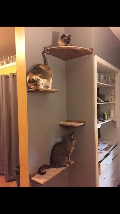 Give your cats wall perches and save home space with these cat walk shelves. Floating Cat Shelf Set 4 pc. / Corner Perch with 1 Long ...