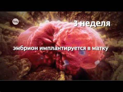 Беременность первый триместр диета