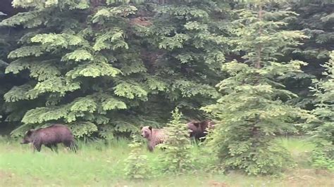 Grizzly Bears In Jasper National Park Youtube