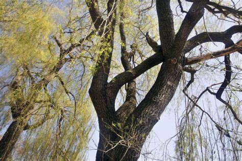 The bark contains a chemical called salicin which has similar features to aspirin. Toronto Tree Portraits | LEAF | Local Enhancement ...