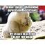 20 Funny Polar Bear Meme Images & Photos  Picss Mine