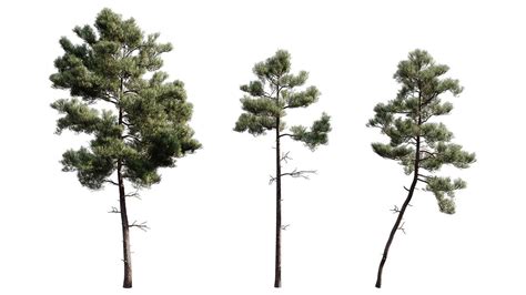 Free 3D Models DCXLVII | Pine Trees - Ejezeta in 2021 ...
