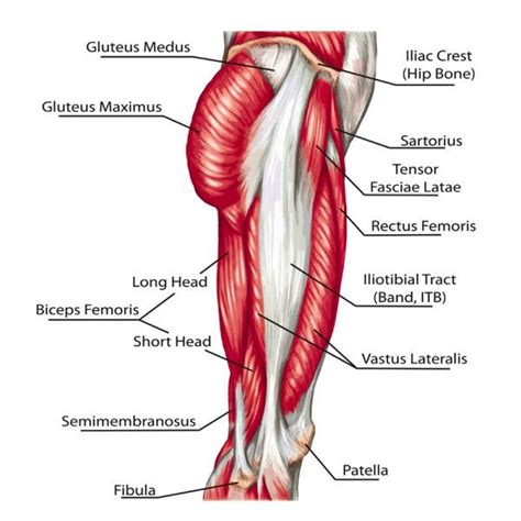 The muscles and tendons in the hip are linked with the ligaments. Why Do My Hips Pop And Snap | Gluteal muscles, Hip muscles ...