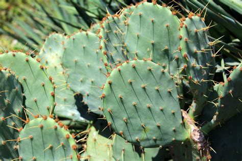 Another interesting fact about the prickly pear is its hypoglycemic ability. Prickly pear cactus "smart" skin can improve hazmat suits ...