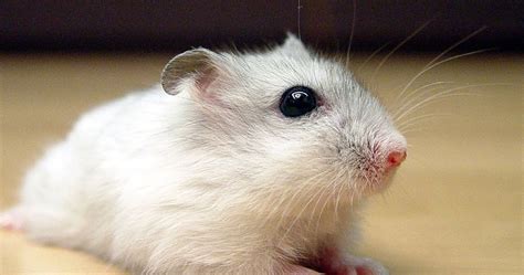The Most Popular Hamster Breeds The Buzz Land