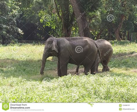 Elephant Stock Image Image Of India Kolkata Elephant 124086191