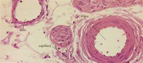 Arteries Veins And Capillaries Microscope