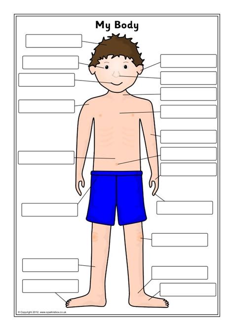 Body Parts Name With Pictures For Kids Human Body With Organs Body