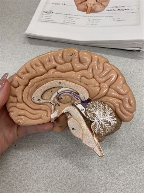 Midsagittal View Of The Human Brain Diagram Quizlet