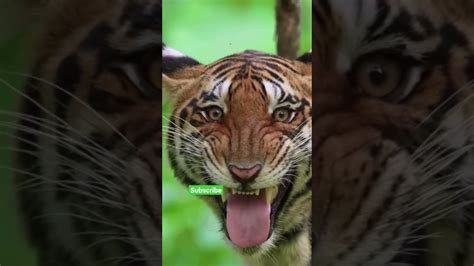 Bengal Tiger Vs Leopard Forest Animals Forestsounds Kabani Youtube