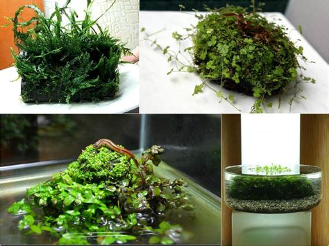 Wabi Kusa Miniature Garden Plants Aquascape