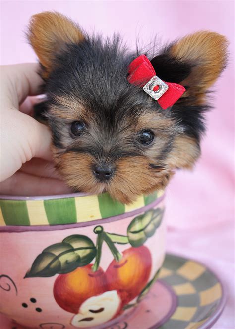 Delightful Teacup Yorkshire Yorkie Terrier Puppies For Sale Teacups Puppies And Boutique