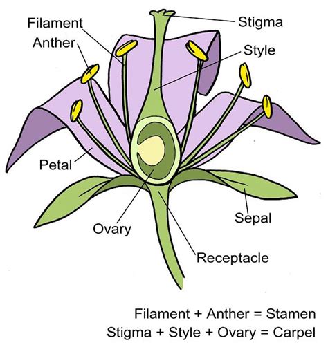 Floral diagram is a graphic representation of flower structure. Flower structure diagram / RHS Campaign for School Gardening
