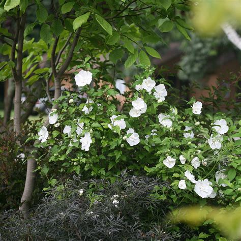 White Chiffon® Rose Of Sharon Great Garden Plants