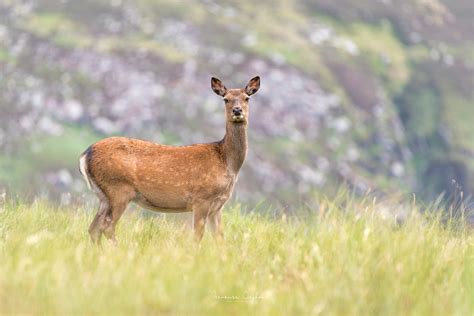 Sika Deer In A Mountain At Glendalough
