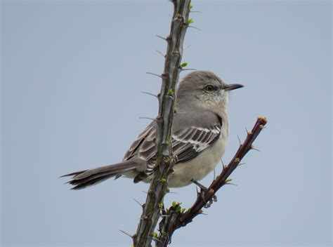 Northern Mockingbird Bird Photo Great Hobbies Love Birds