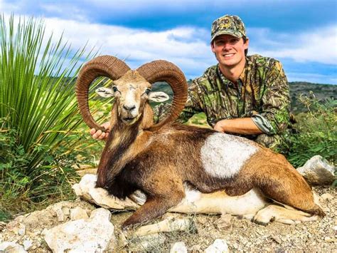 Mouflon Sheep Hunting 18000 Acres In Texas 60 Species Ox Ranch