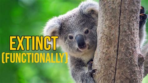 Koala Bears Are Now Functionally Extinct Youtube
