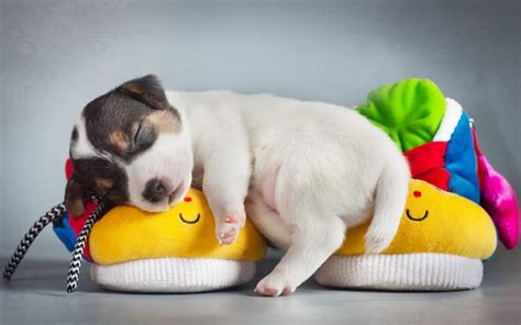 Cute Puppy Sleep On Shoes Wallpaper Animals Wallpaper Better