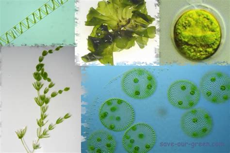 Green Algae Save Our Green