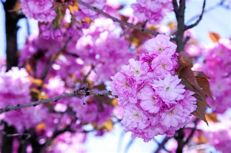 Cherry Blossom Stock Image Image Of Tree Cherry Spring 40347279