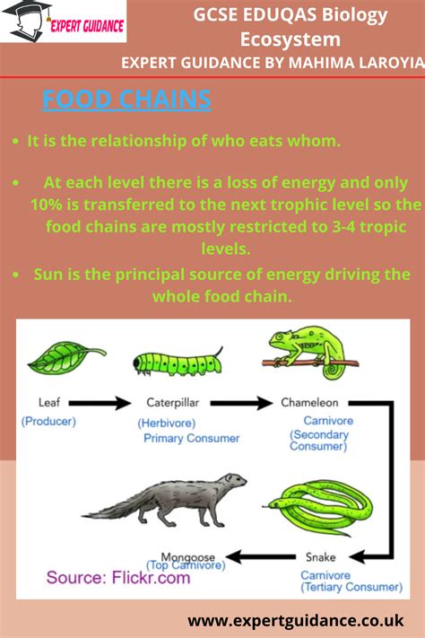 Food Chain Gcse Biology Ecosystems Complete Revision Summarynotes